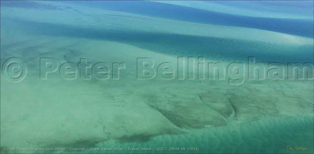 Peter Bellingham Photography Dugongs - Great Sandy Strait - Fraser Island - QLD T (PBH4 00 17833)